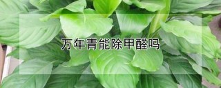 万年青能除甲醛吗,第1图