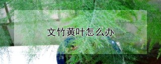 文竹黄叶怎么办,第1图