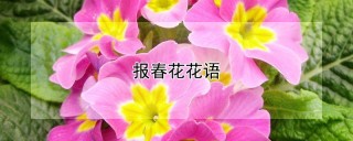 报春花花语,第1图