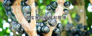 嘉宝果的种植和管理,第1图