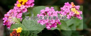 驱虫的花草有哪几种,第1图