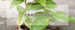 沉香树苗生长条件,第1图