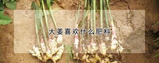 大姜喜欢什么肥料,第1图