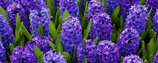 开紫花的植物,第1图