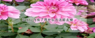 花生小飞虫了用什么方法能去掉,第1图