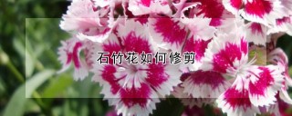 石竹花如何修剪,第1图