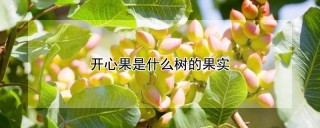 开心果是什么树的果实,第1图