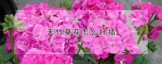 天竹葵花怎么扦插,第1图