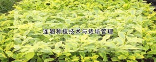 连翘种植技术与栽培管理,第1图