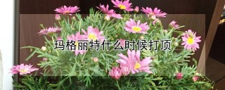 玛格丽特什么时候打顶,第1图