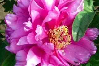 粉色牡丹花的寓意和象征,第2图