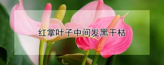 红掌叶子中间发黑干枯,第1图