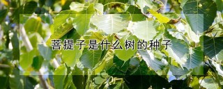 菩提子是什么树的种子,第1图