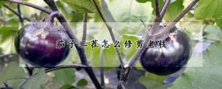 茄子二茬怎么修剪老枝,第1图