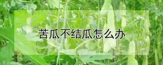 苦瓜不结瓜怎么办,第1图