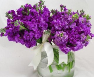 盆栽紫罗兰怎么养，紫罗兰的养殖方法,第4图