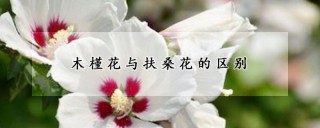 木槿花与扶桑花的区别,第1图