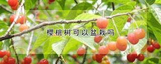 樱桃树可以盆栽吗,第1图