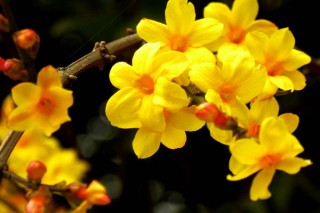 春天开的常见的花，迎春花/桃花/杜鹃花/春兰等,第1图
