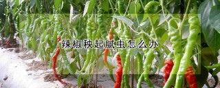 辣椒秧起腻虫怎么办,第1图