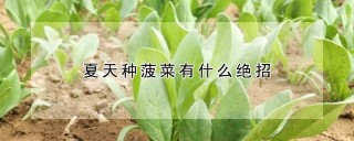 夏天种菠菜有什么绝招,第1图