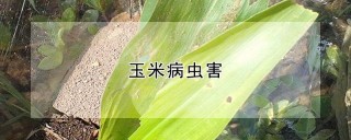 玉米病虫害,第1图