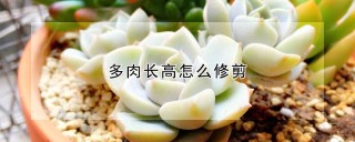 多肉长高怎么修剪,第1图