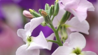 白色紫罗兰花语,第1图