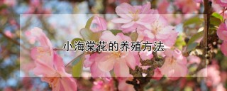 小海棠花的养殖方法,第1图