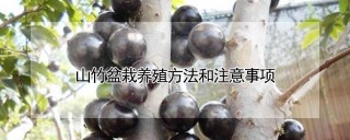 山竹盆栽养殖方法和注意事项,第1图