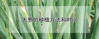 大葱的种植方法和时间,第1图