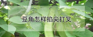 豆角怎样掐尖打叉,第1图