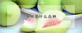 青桃是什么品种,第1图