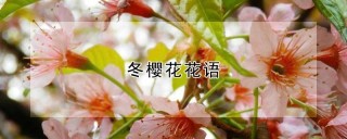 冬樱花花语,第1图