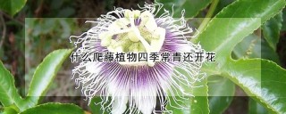 什么爬藤植物四季常青还开花,第1图