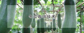 冬瓜栽培技术,第1图