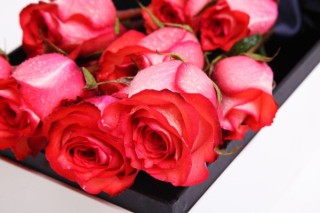 33朵红玫瑰的花语,第3图