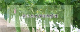 苦瓜怎么种植和管理,第1图