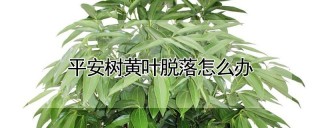 平安树黄叶脱落怎么办,第1图