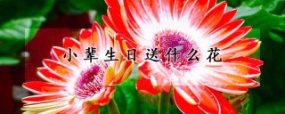 小辈生日送什么花,第1图