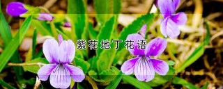 紫花地丁花语,第1图