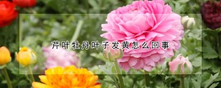 芹叶牡丹叶子发黄怎么回事,第1图