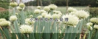 小葱开花怎么处理,第1图