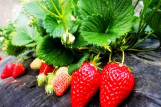 草莓怎么种植方法,第3图