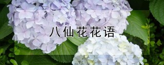 八仙花花语,第1图