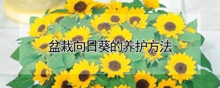 盆栽向日葵的养护方法,第1图