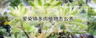 爱染锦多肉植物怎么养,第1图