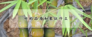 竹的品质和象征什么,第1图