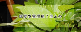 绿萝发霉烂根了怎么办,第1图