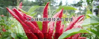 工业辣椒种植技术与管理,第1图